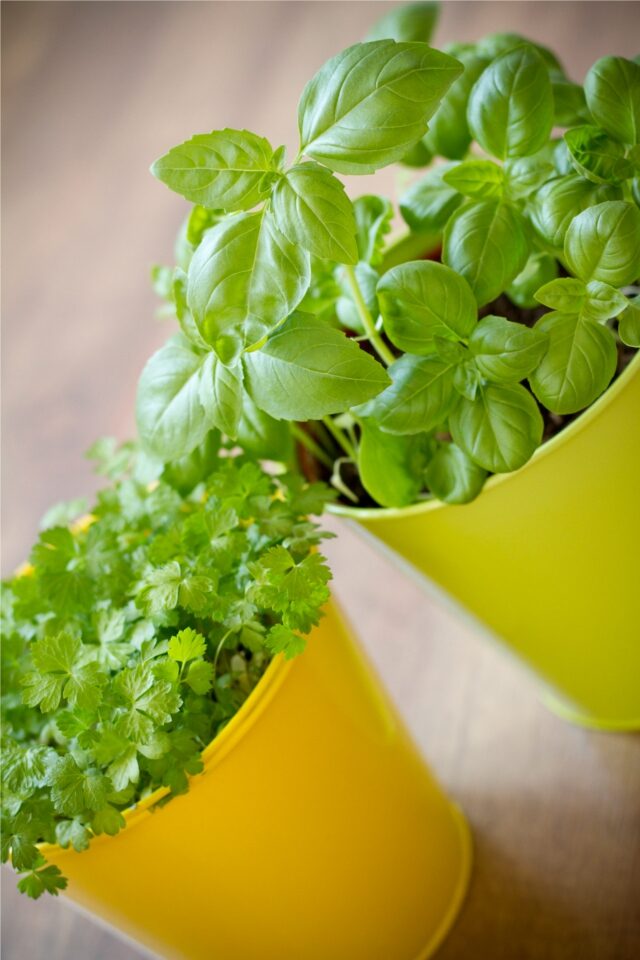 basil-photograph-4954331